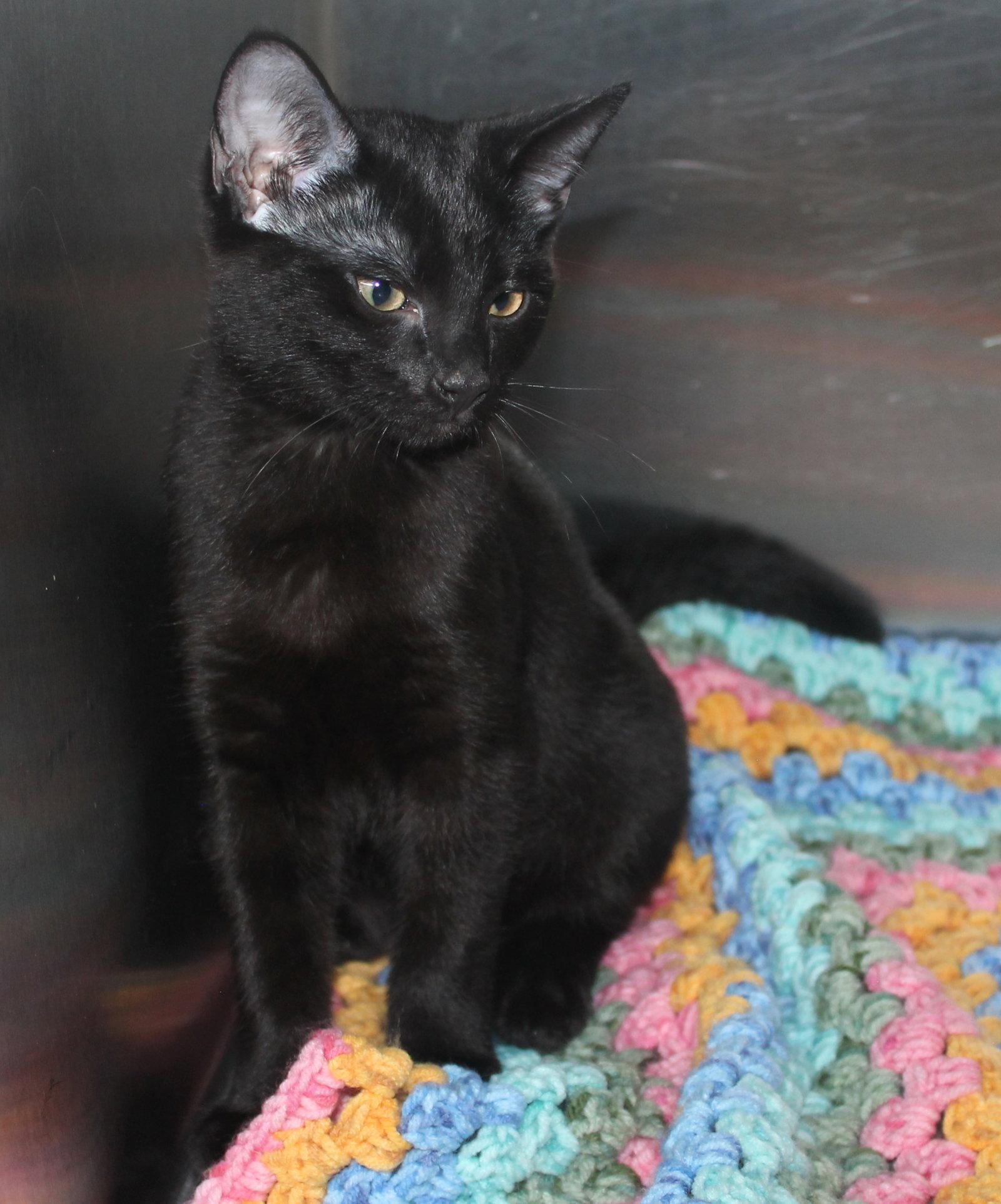 Enlarge Lucy - 43452, a Adoptable Domestic Short Hair in Prattville, AL image 3/3