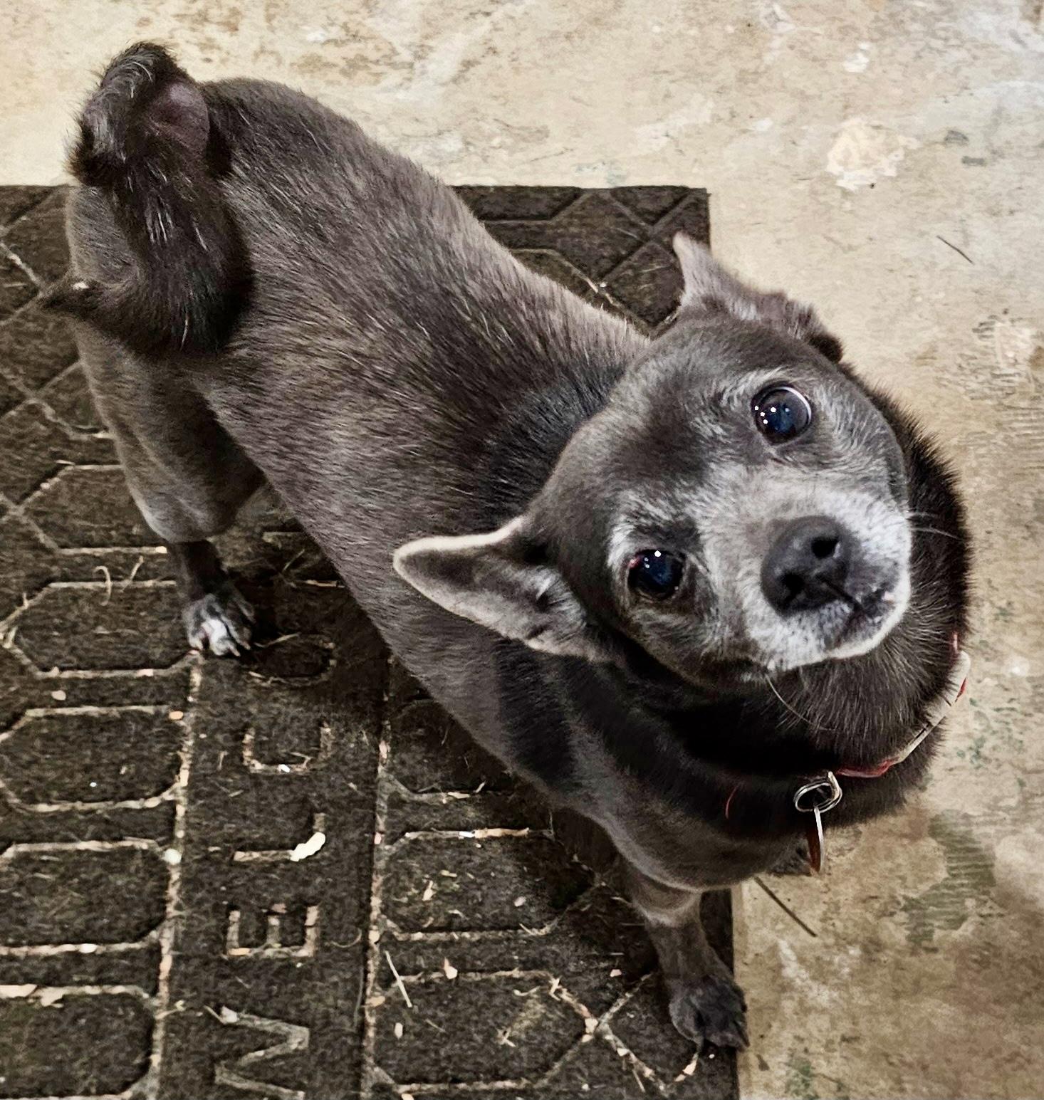 Enlarge PRECIOUS & TOBY , a ADOPTABLE Chihuahua in Media, PA image 3/6