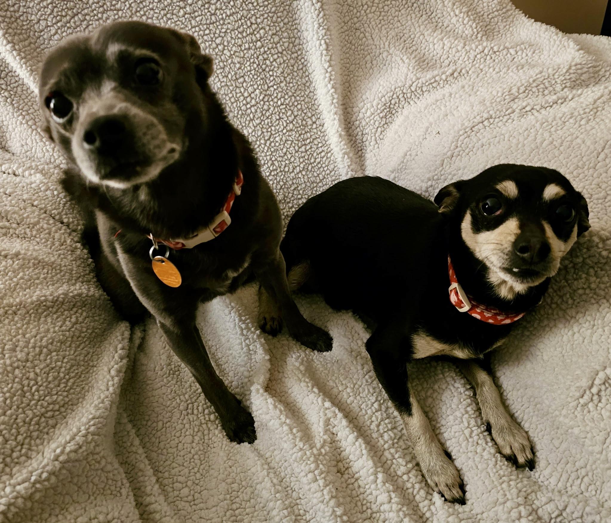 Enlarge PRECIOUS & TOBY , a ADOPTABLE Chihuahua in Media, PA image 6/6