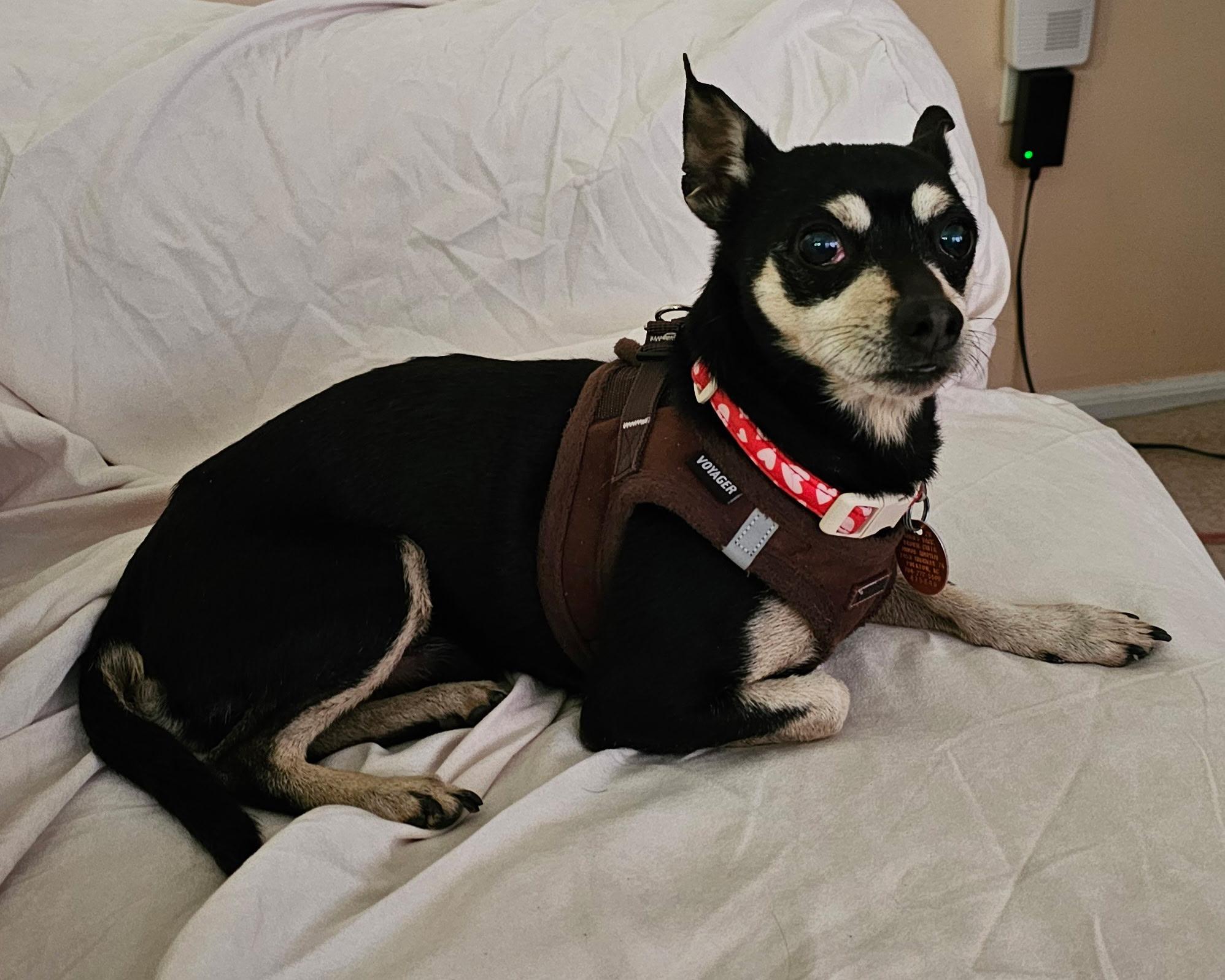 Enlarge PRECIOUS & TOBY , a ADOPTABLE Chihuahua in Media, PA image 2/6