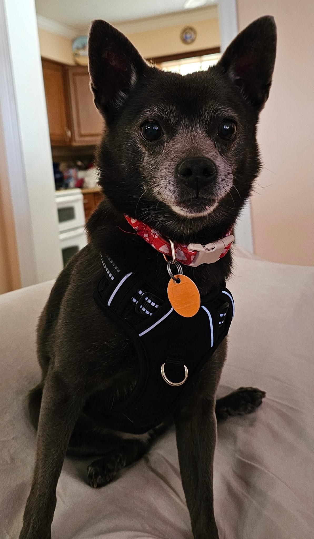 Enlarge PRECIOUS & TOBY , a ADOPTABLE Chihuahua in Media, PA image 1/6