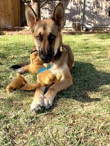 Enlarge Koda, an adopted German Shepherd Dog in Helotes, TX image 3/4