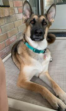 Enlarge Koda, an adopted German Shepherd Dog in Helotes, TX image 2/4