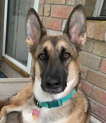 Enlarge Koda, an adopted German Shepherd Dog in Helotes, TX image 1/4