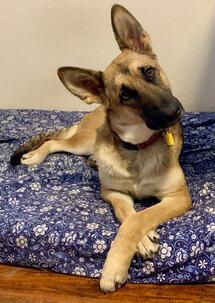 Enlarge Koda, an adopted German Shepherd Dog in Helotes, TX image 4/4