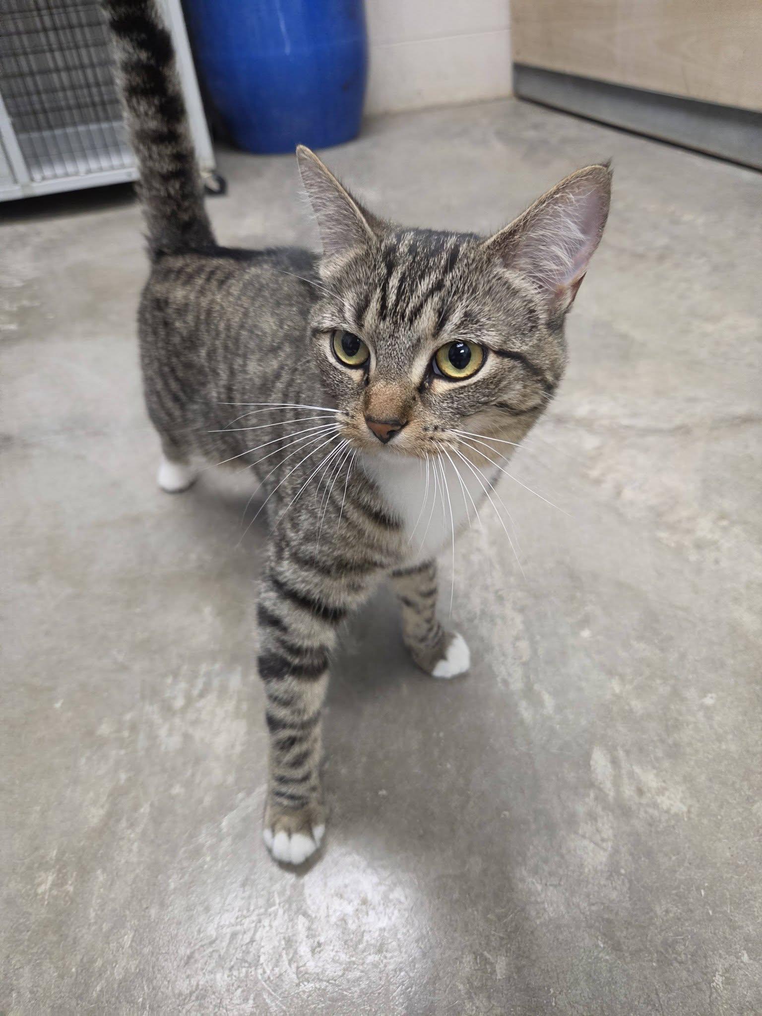 Enlarge Lola, an adopted Domestic Short Hair in Chilton, WI image 2/6