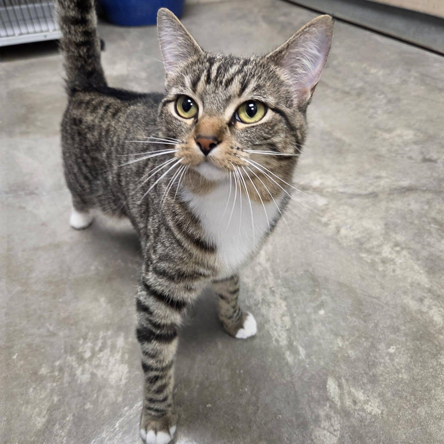 Lola, adopted, Adult Female Domestic Short Hair.