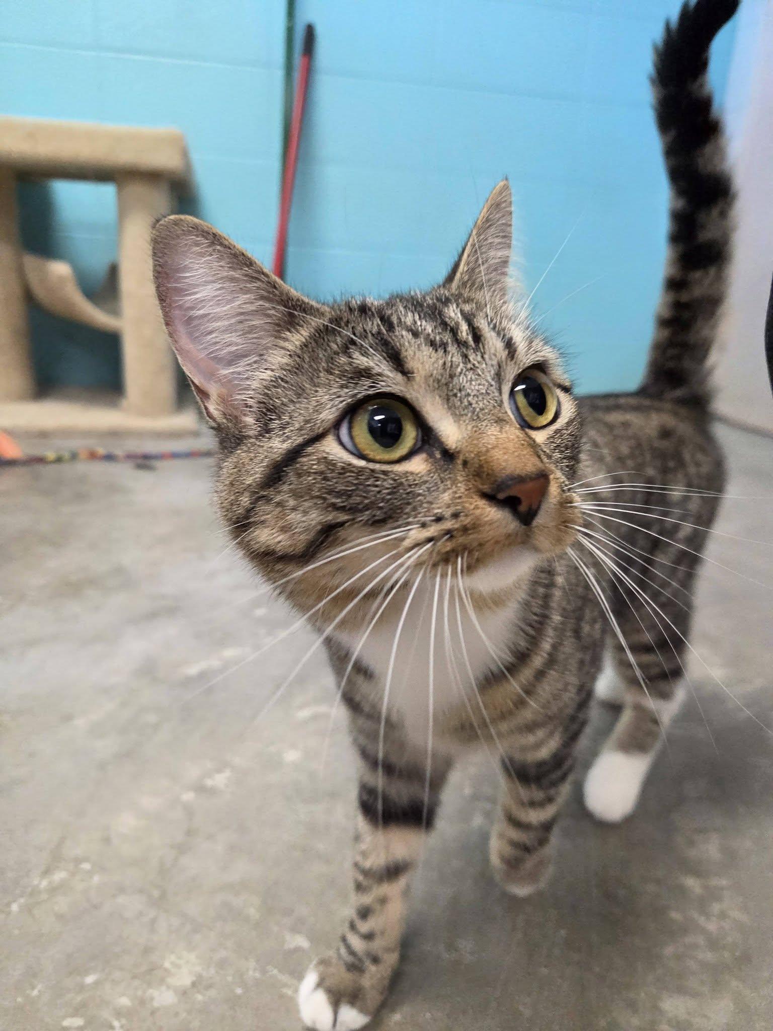 Enlarge Lola, an adopted Domestic Short Hair in Chilton, WI image 6/6