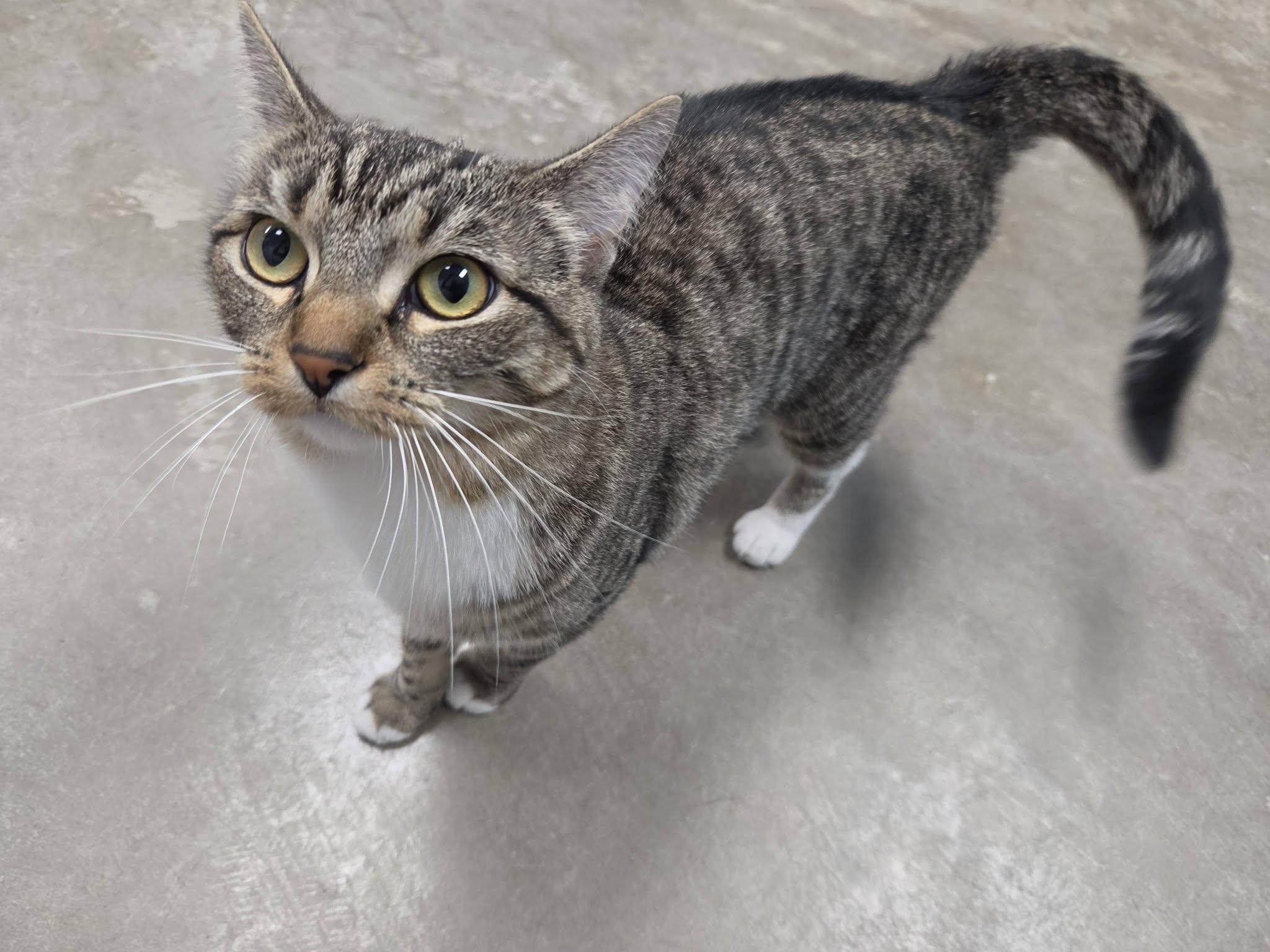 Enlarge Lola, an adopted Domestic Short Hair in Chilton, WI image 3/6