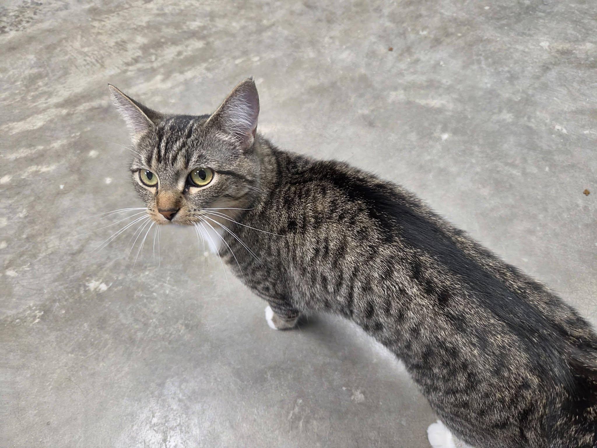 Enlarge Lola, an adopted Domestic Short Hair in Chilton, WI image 5/6