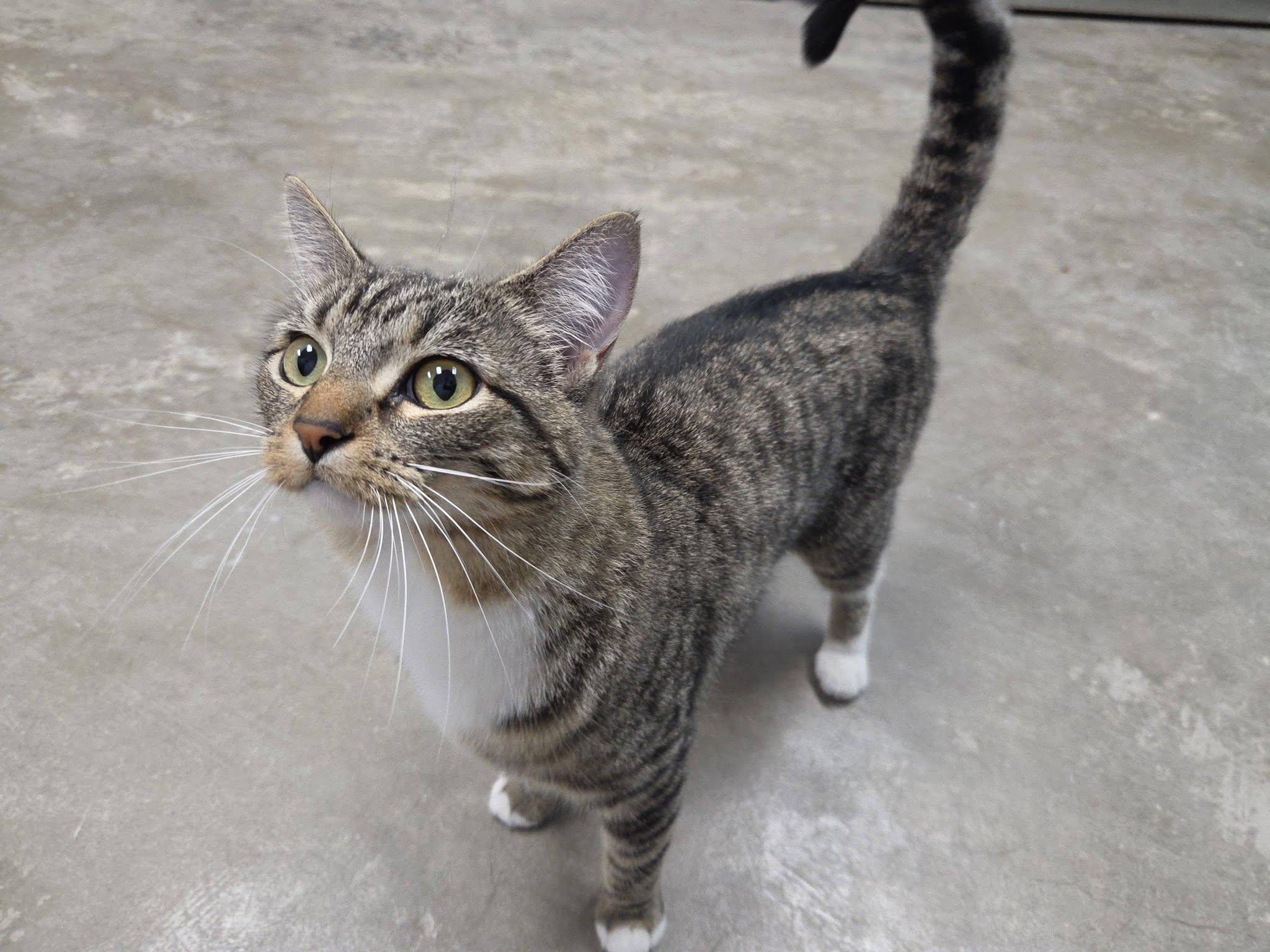 Enlarge Lola, an adopted Domestic Short Hair in Chilton, WI image 4/6