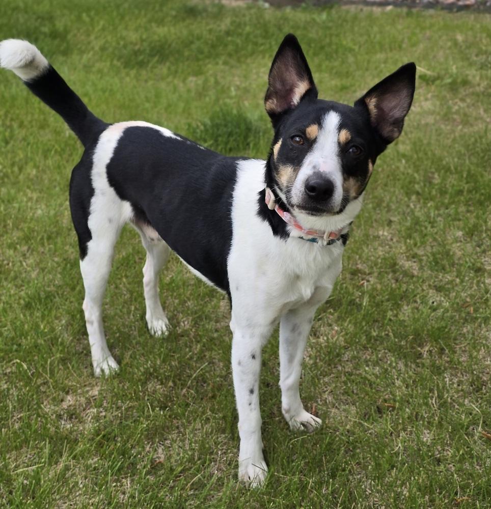 Enlarge Cookie, a Adoptable mixed breed in Sedalia, CO image 1/5