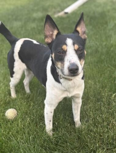Enlarge Cookie, a Adoptable mixed breed in Sedalia, CO image 2/5