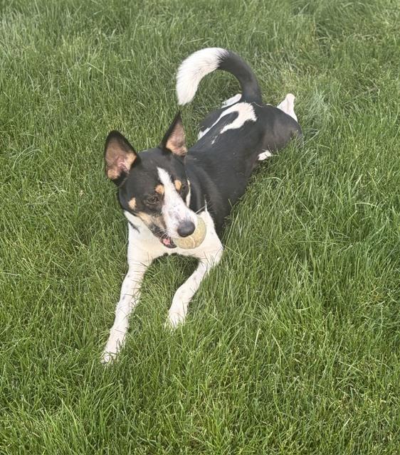 Enlarge Cookie, a Adoptable mixed breed in Sedalia, CO image 4/5