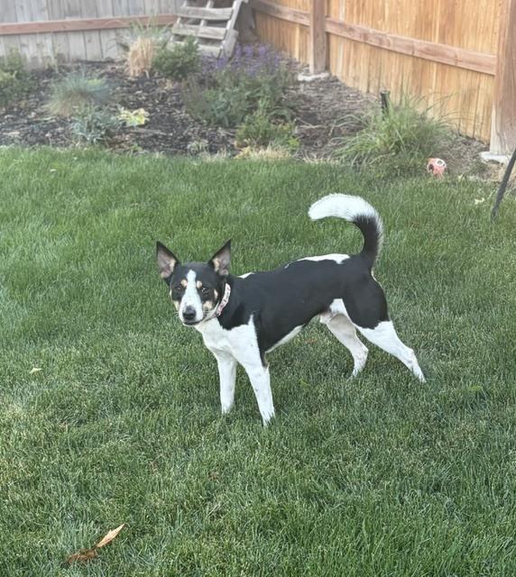 Enlarge Cookie, a Adoptable mixed breed in Sedalia, CO image 5/5