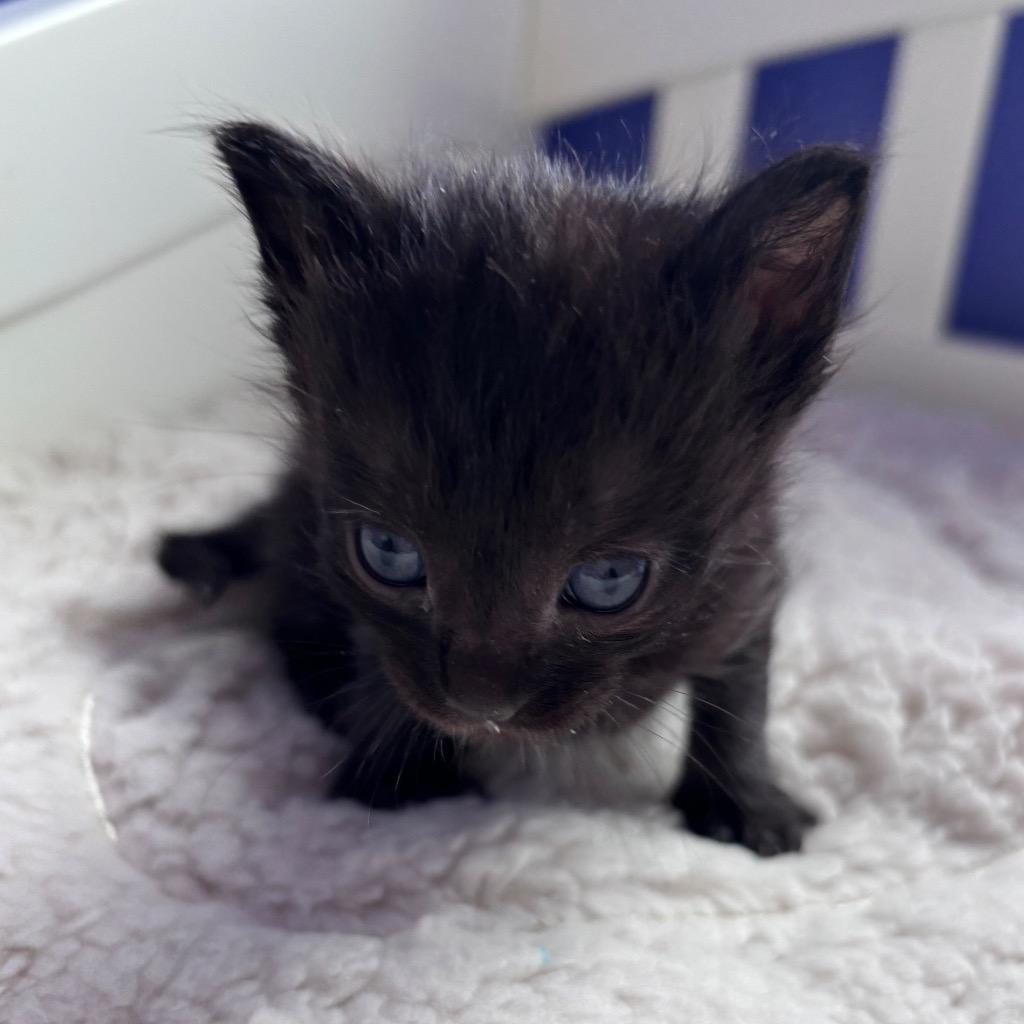 Lady, Adopted, Kitten Female Domestic Short Hair.