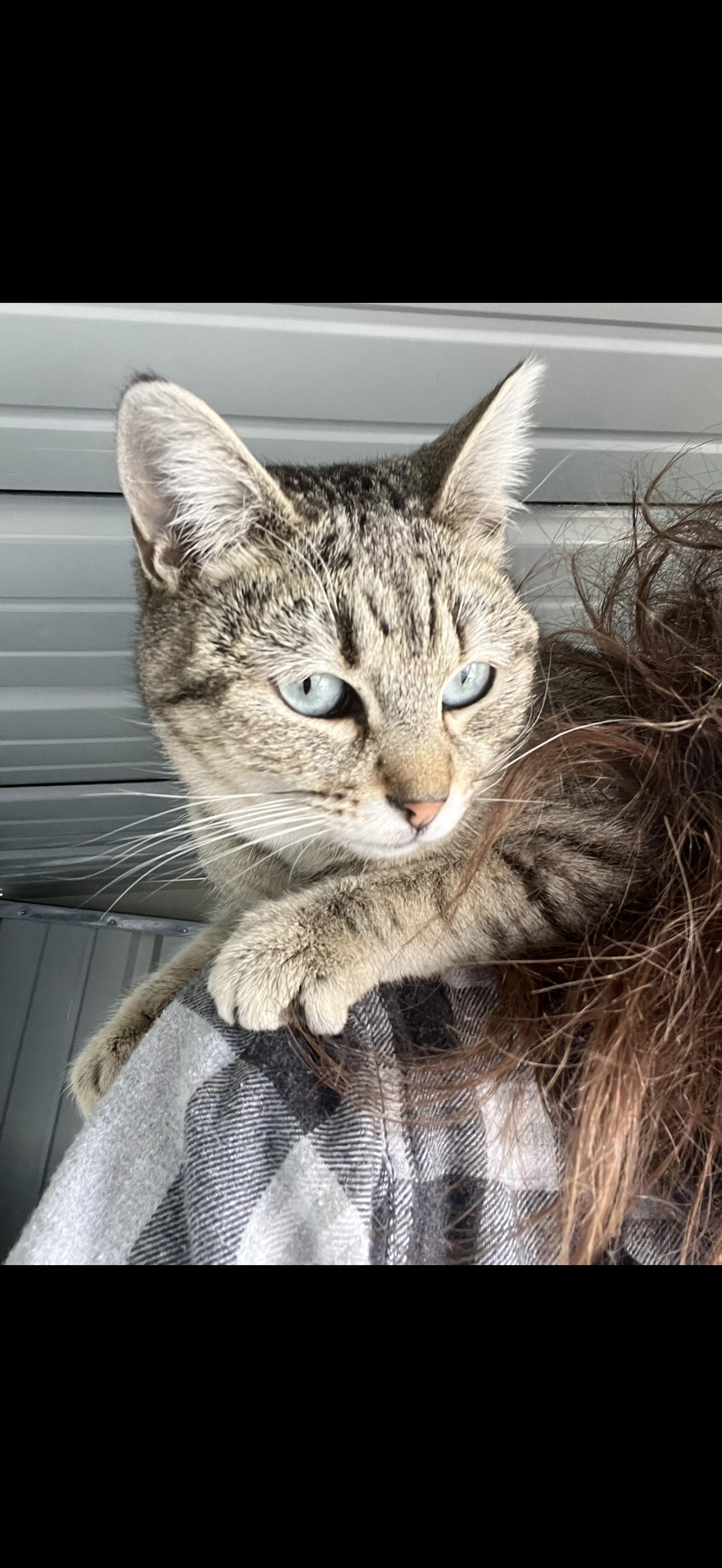 Mini Maker, ADOPTABLE, Adult Female Tabby.