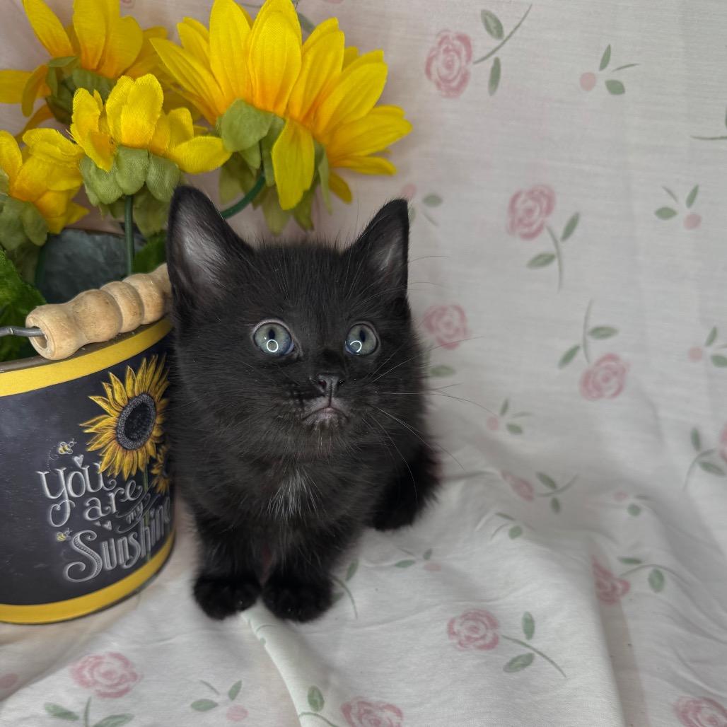 Sharpay, a Adoptable mixed breed in Mount Vernon, IL image 1/5