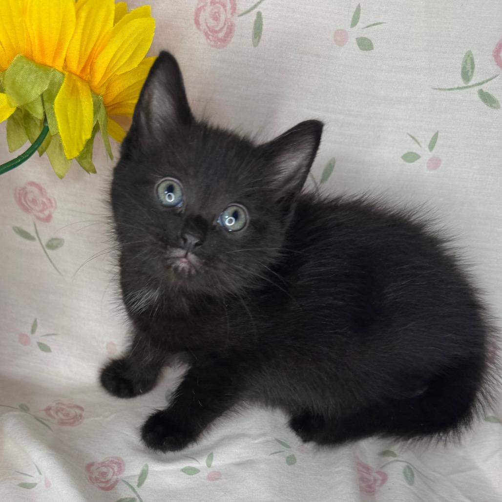 Sharpay, a Adoptable mixed breed in Mount Vernon, IL image 2/5
