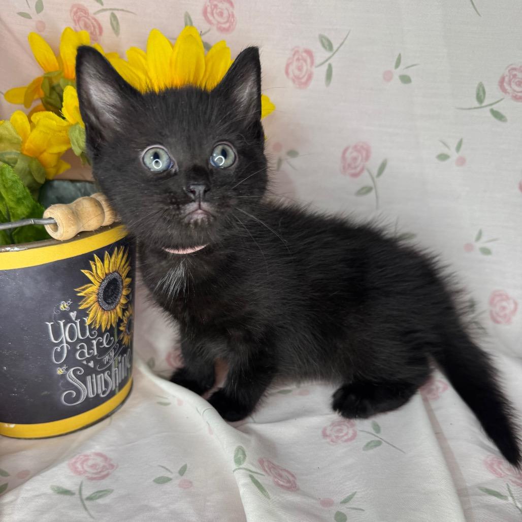 Sharpay, a Adoptable mixed breed in Mount Vernon, IL image 3/5