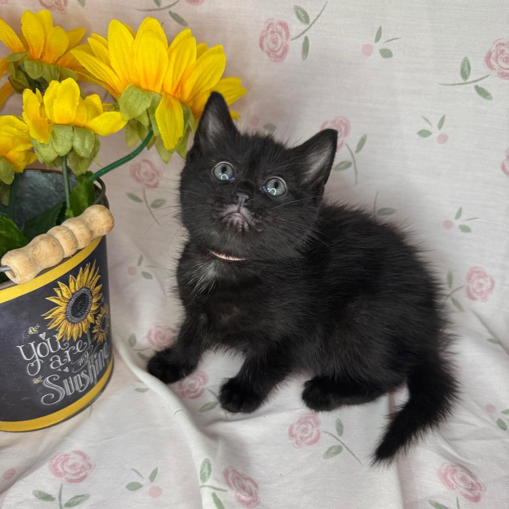 Sharpay, a Adoptable mixed breed in Mount Vernon, IL image 4/5