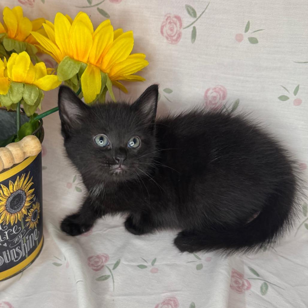 Sharpay, a Adoptable mixed breed in Mount Vernon, IL image 5/5