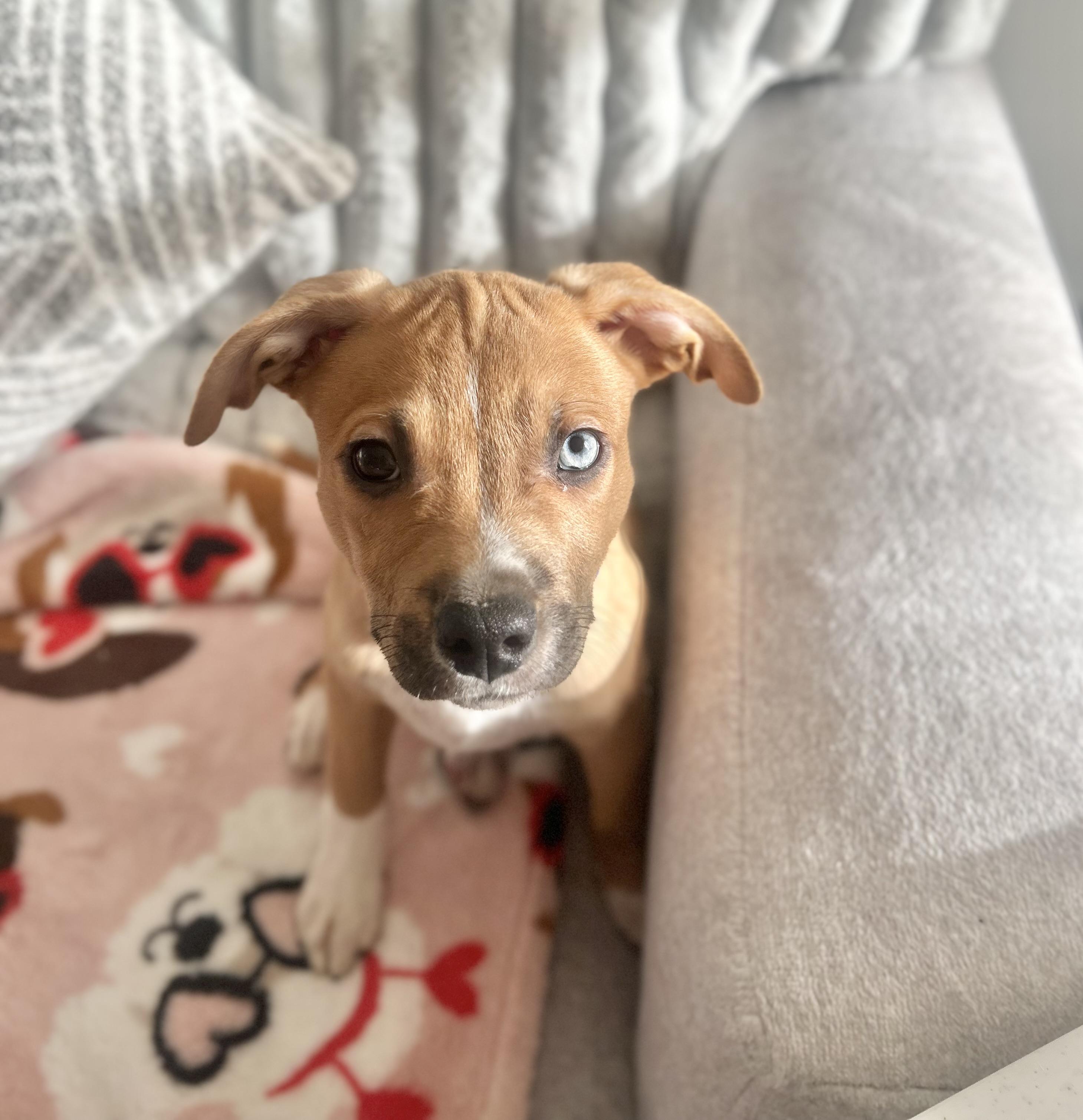 Scrappy, adopted, Puppy Male Boston Terrier & Australian Shepherd.