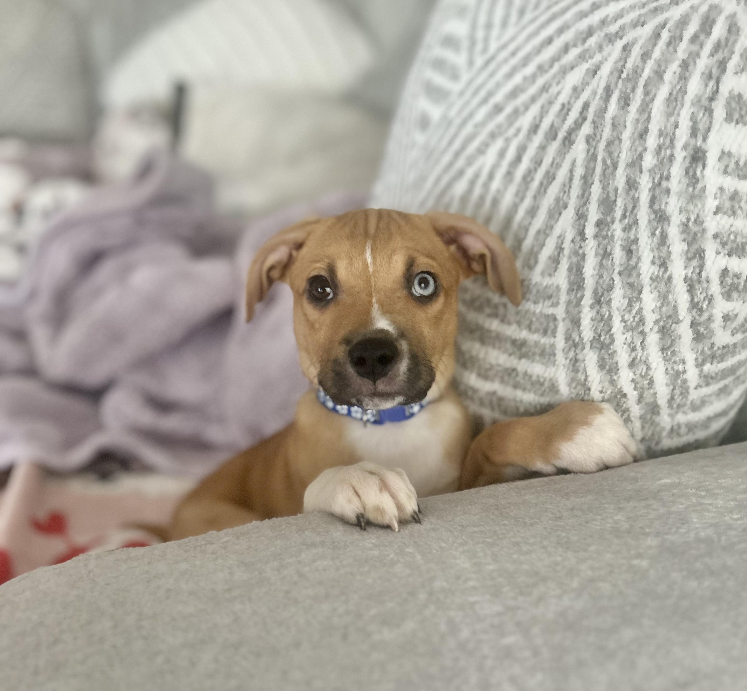 Scrappy, an adopted mixed breed in Manchester, CT image 5/6