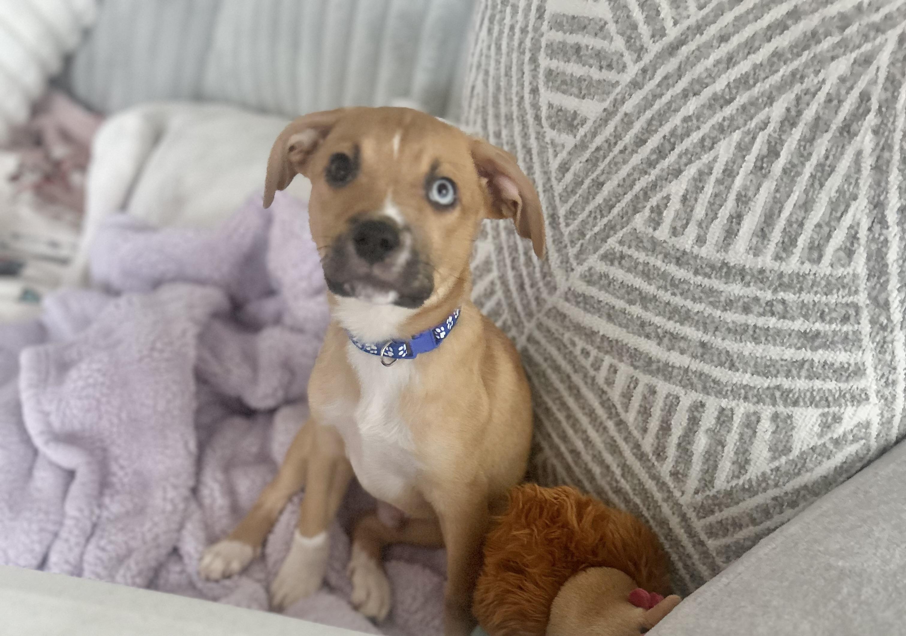 Scrappy, an adopted mixed breed in Manchester, CT image 3/6