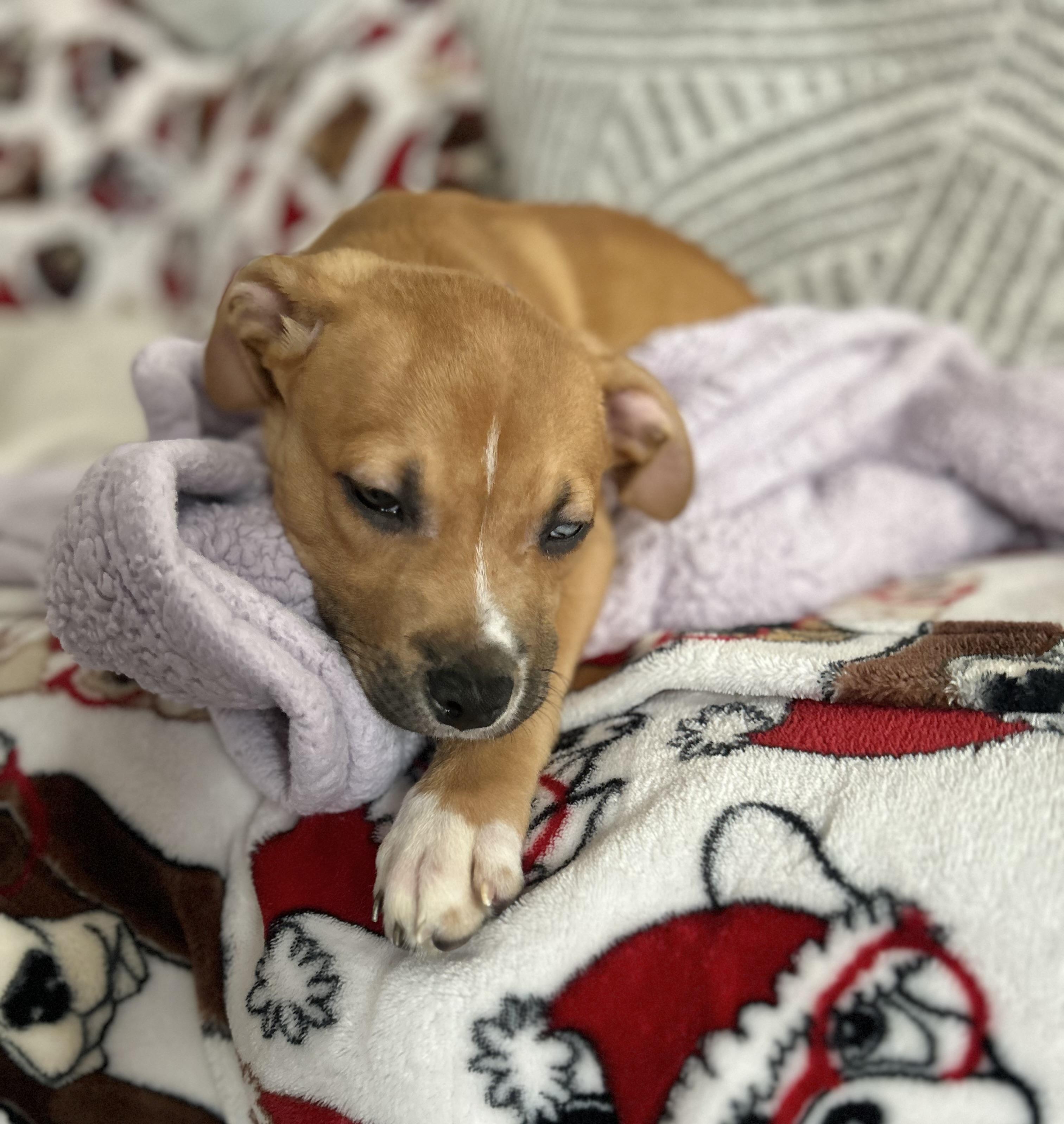 Scrappy, an adopted mixed breed in Manchester, CT image 4/6