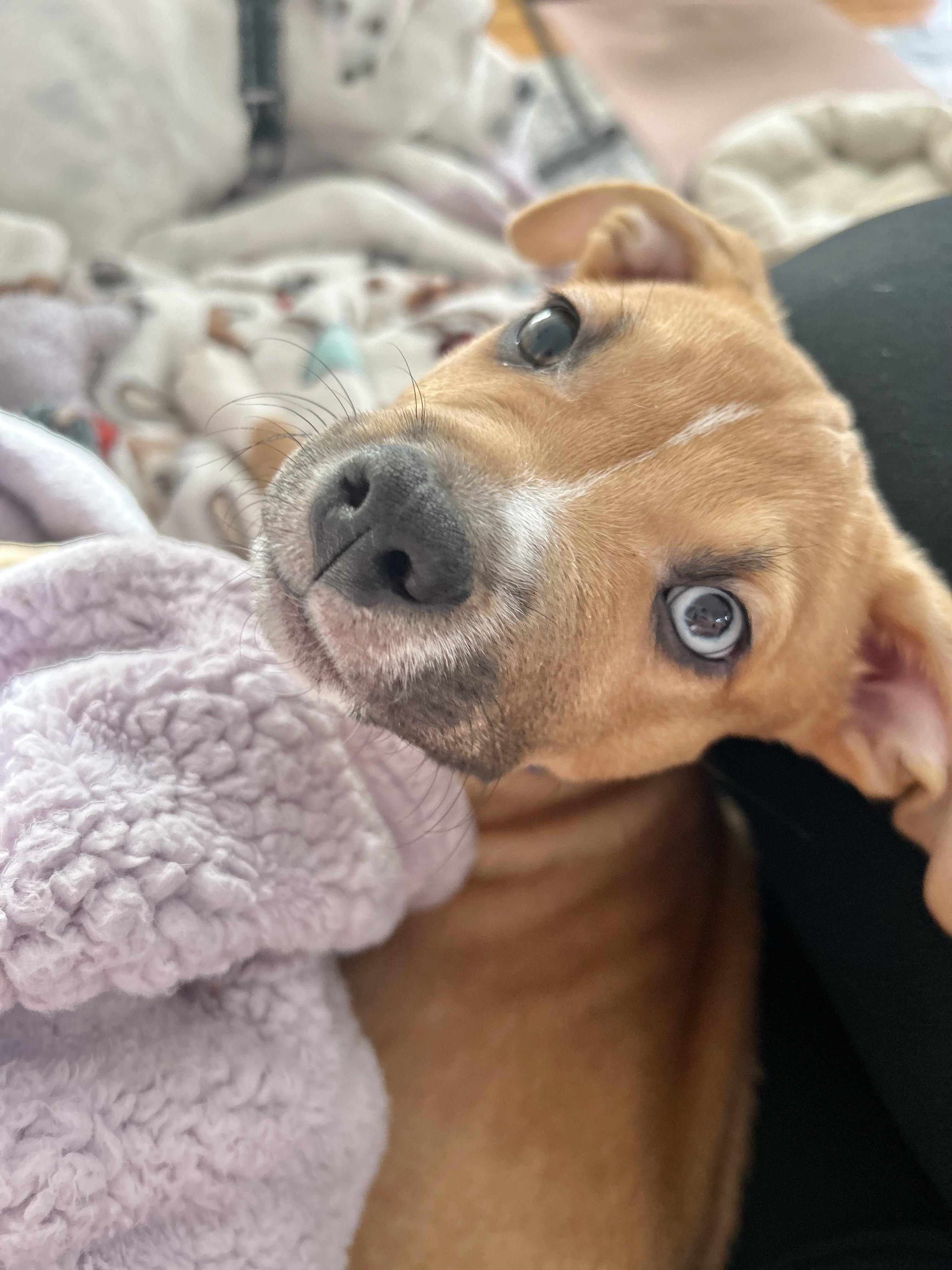 Scrappy, an adopted mixed breed in Manchester, CT image 2/6