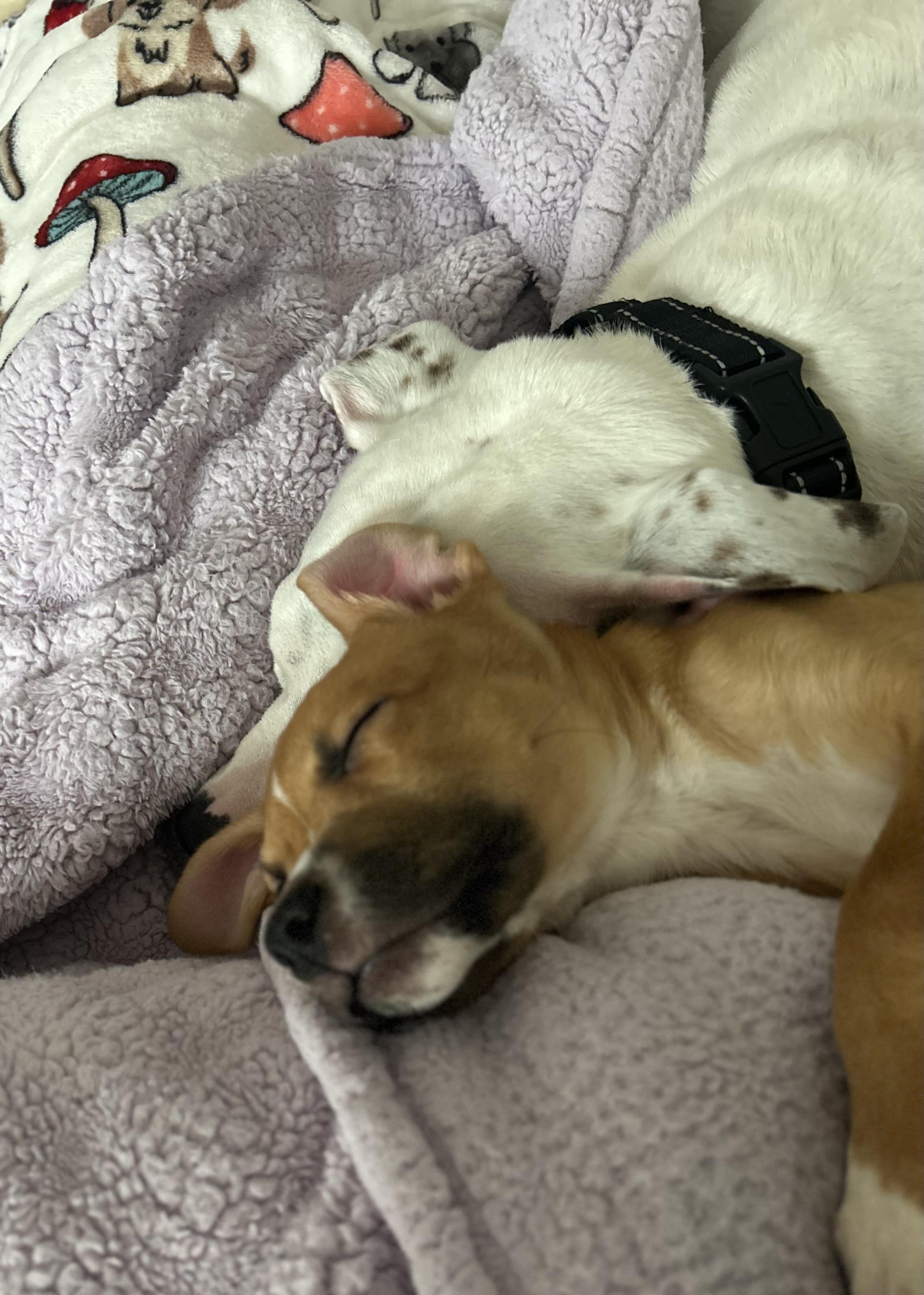 Scrappy, an adopted mixed breed in Manchester, CT image 6/6