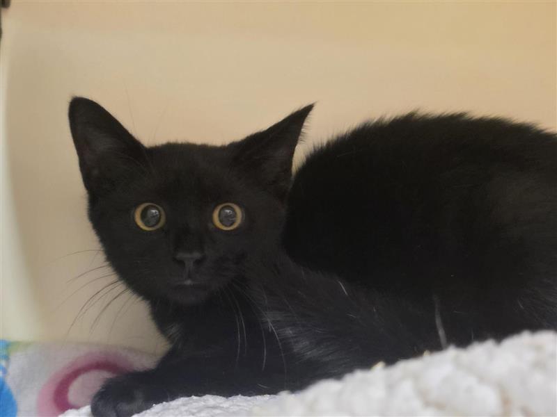 Enlarge Basil, a Adoptable Domestic Short Hair in Prince Frederick, MD image 1/3