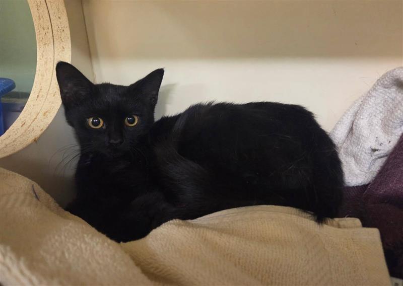 Enlarge Basil, a Adoptable Domestic Short Hair in Prince Frederick, MD image 2/3