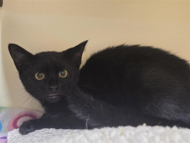 Enlarge Basil, a Adoptable Domestic Short Hair in Prince Frederick, MD image 3/3