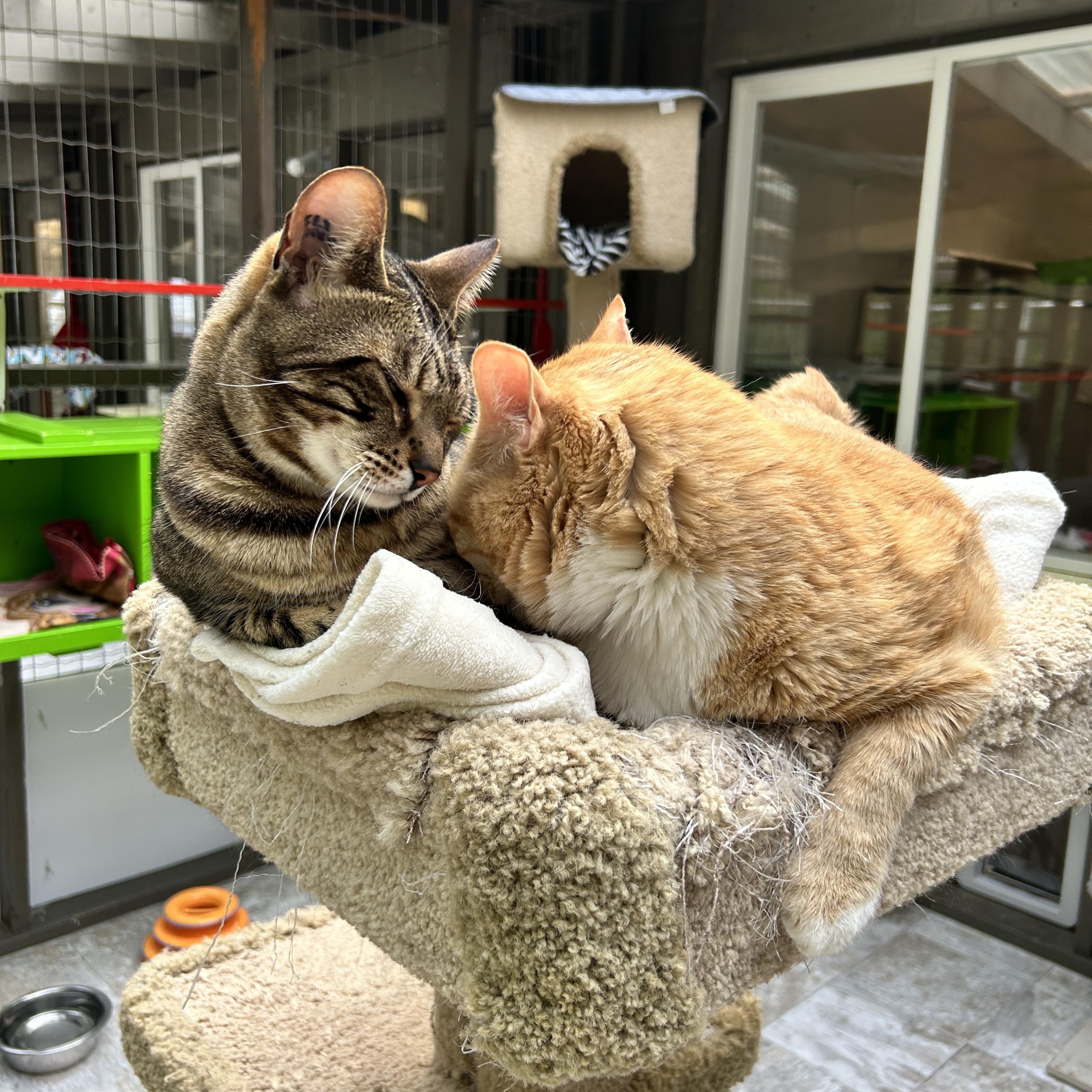 Hopcott (Bonded with McClure), an adoptable Tabby in Maple Ridge, BC, V2W 1A4 | Photo Image 2