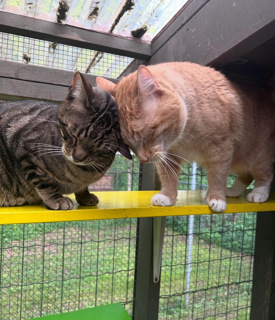 Hopcott (Bonded with McClure), an adoptable Tabby in Maple Ridge, BC, V2W 1A4 | Photo Image 3