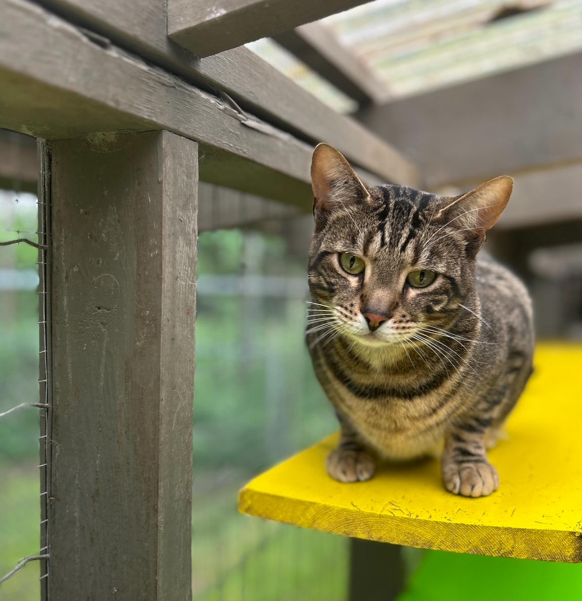Hopcott (Bonded with McClure), an adoptable Tabby in Maple Ridge, BC, V2W 1A4 | Photo Image 4