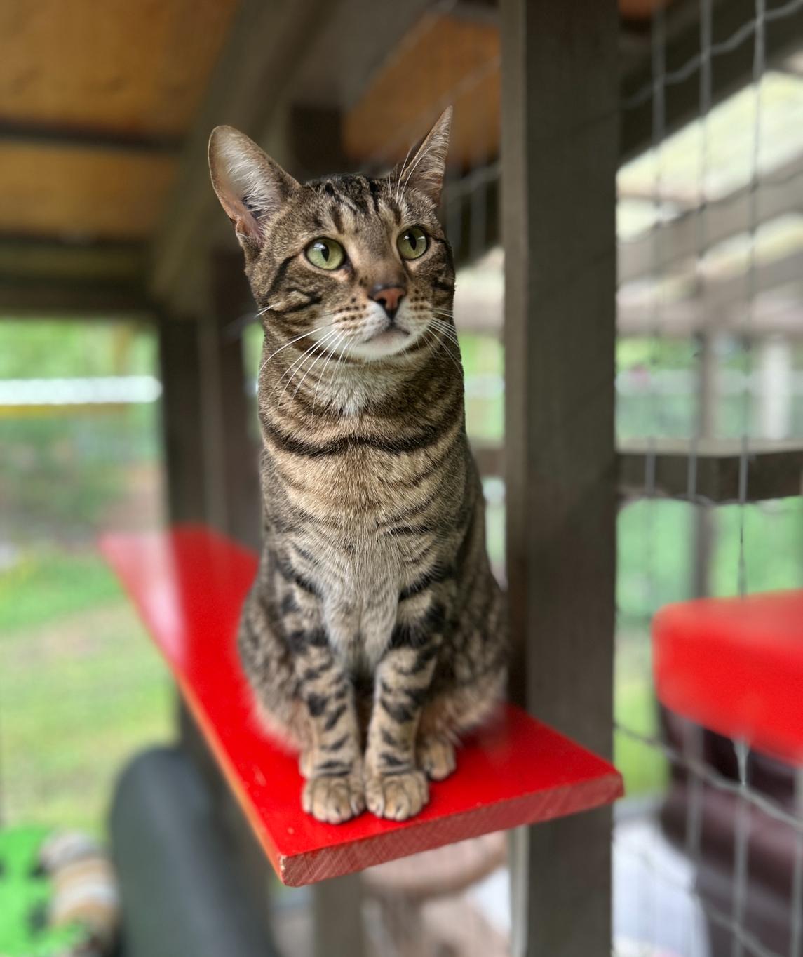 Hopcott (Bonded with McClure), an adoptable Tabby in Maple Ridge, BC, V2W 1A4 | Photo Image 1