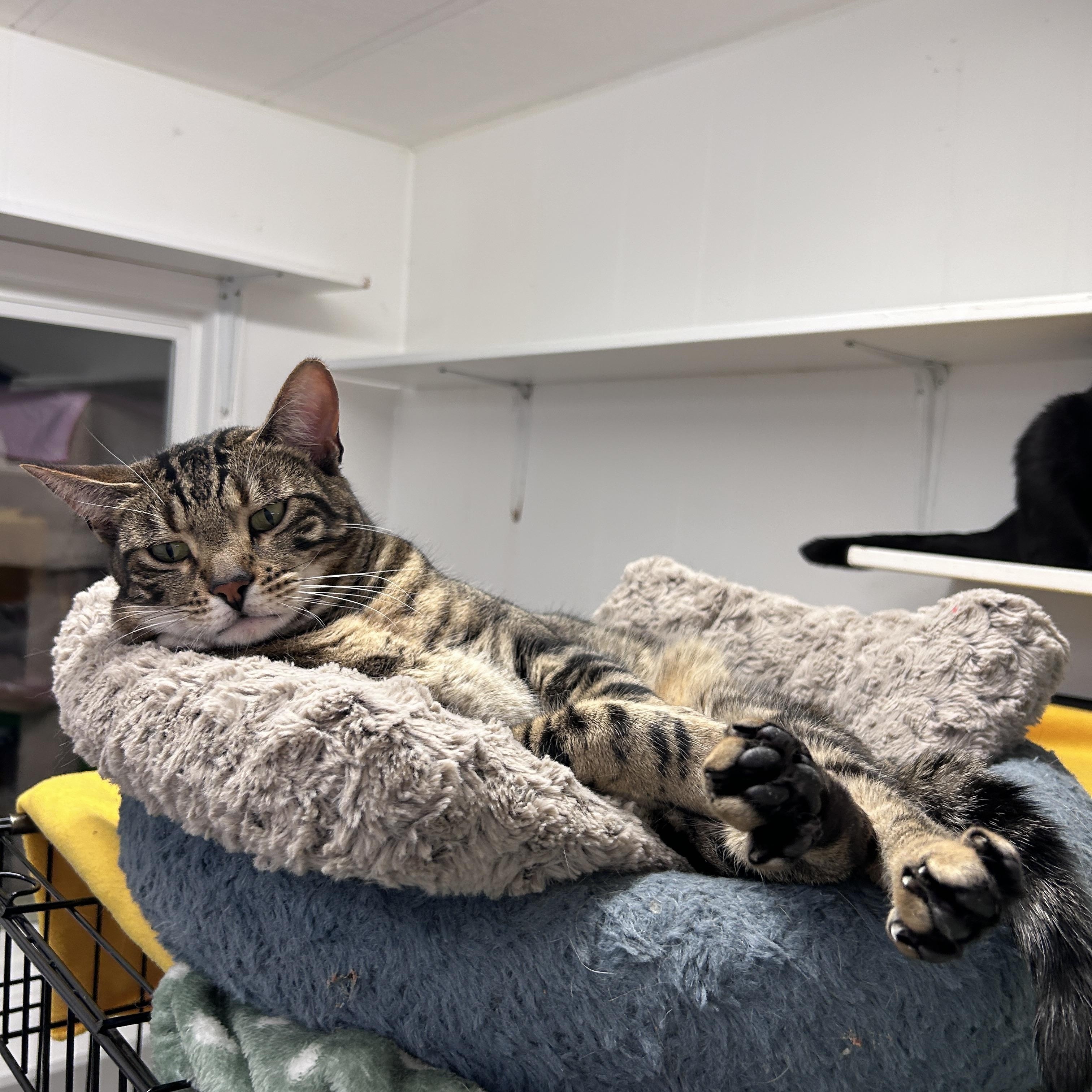 Hopcott (Bonded with McClure), an adoptable Tabby in Maple Ridge, BC, V2W 1A4 | Photo Image 5