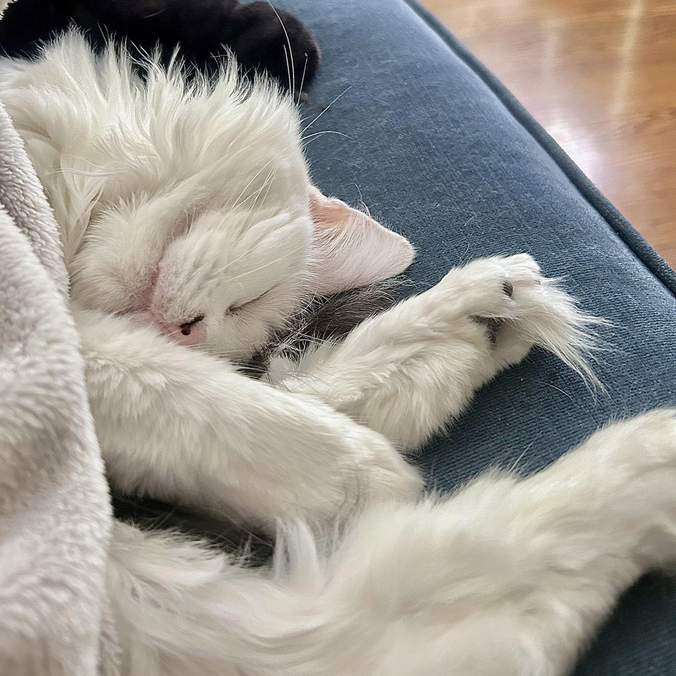 Fern, a Adoptable Domestic Medium Hair in Chicago, IL image 1/6