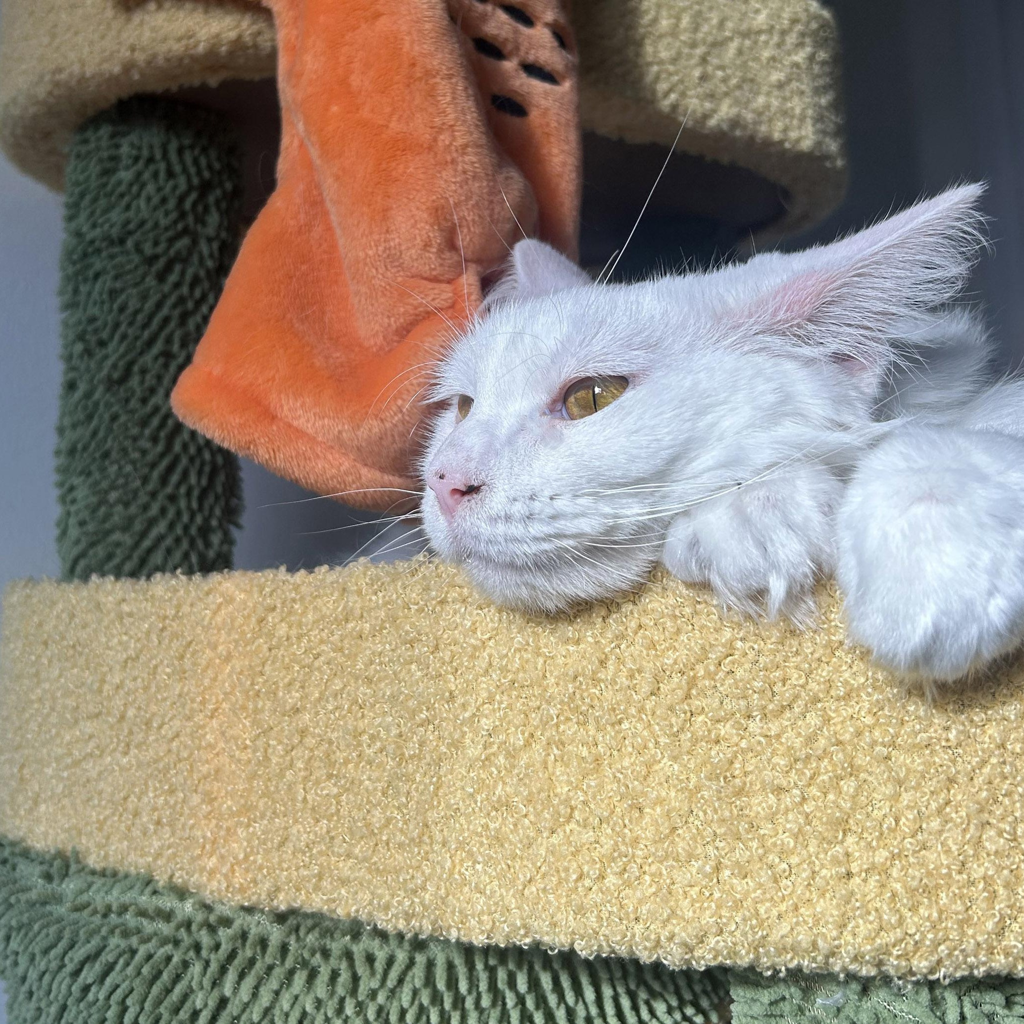 Fern, a Adoptable Domestic Medium Hair in Chicago, IL image 2/6