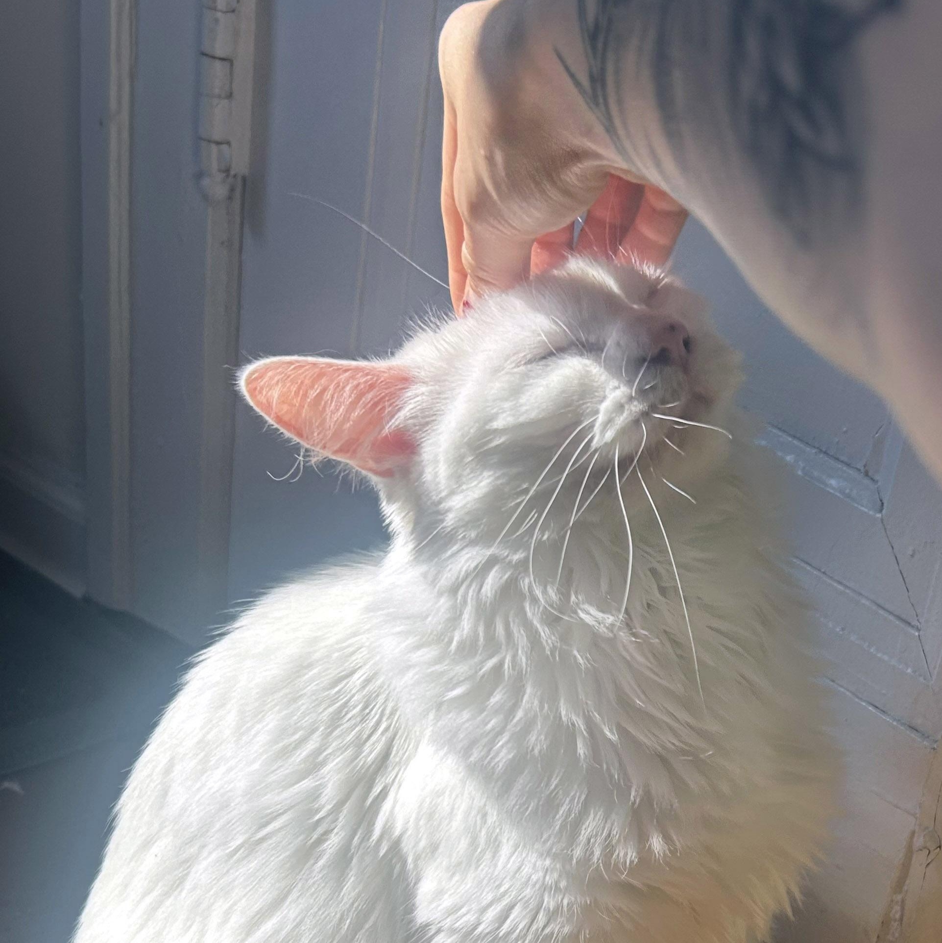 Fern, a Adoptable Domestic Medium Hair in Chicago, IL image 3/6