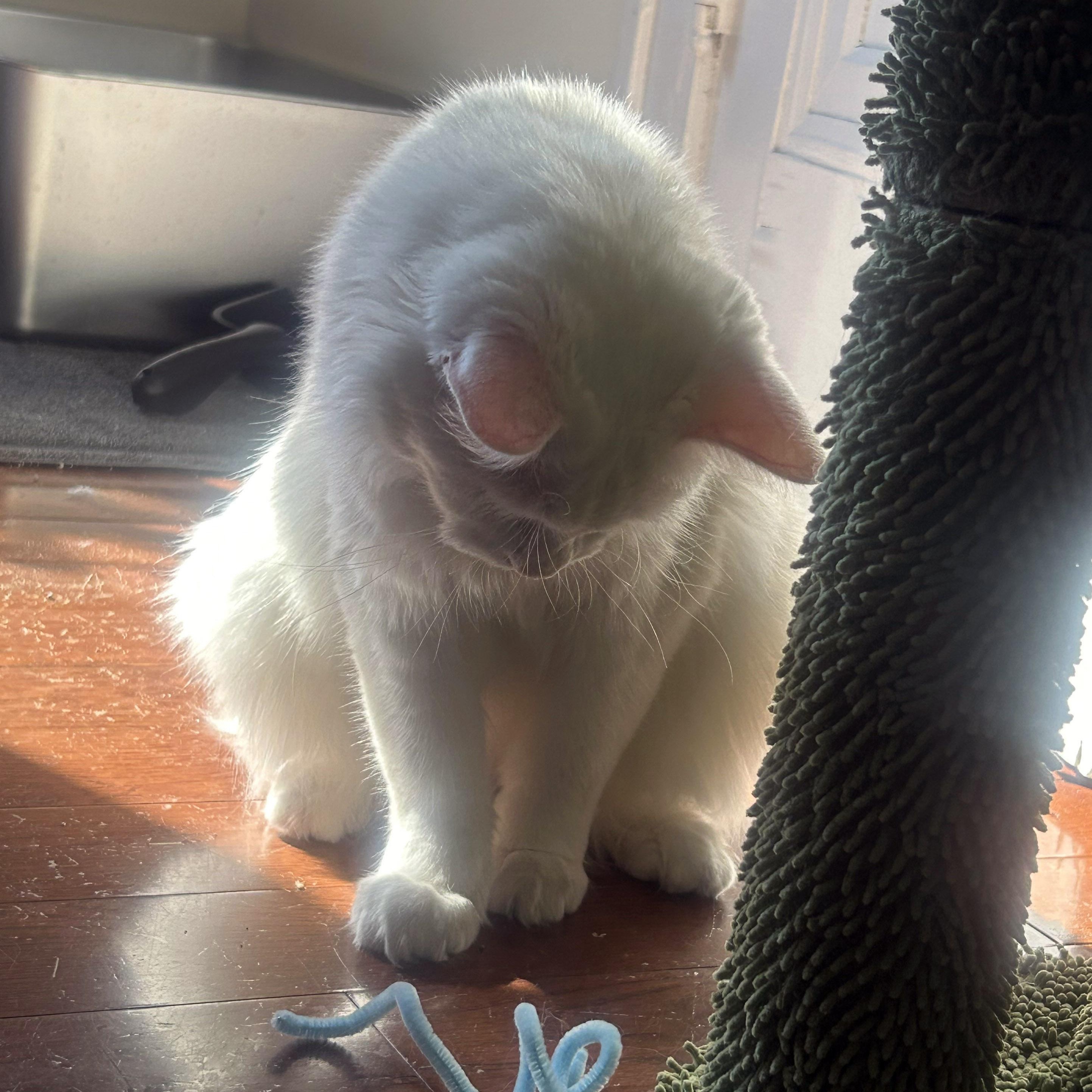 Fern, a Adoptable Domestic Medium Hair in Chicago, IL image 4/6