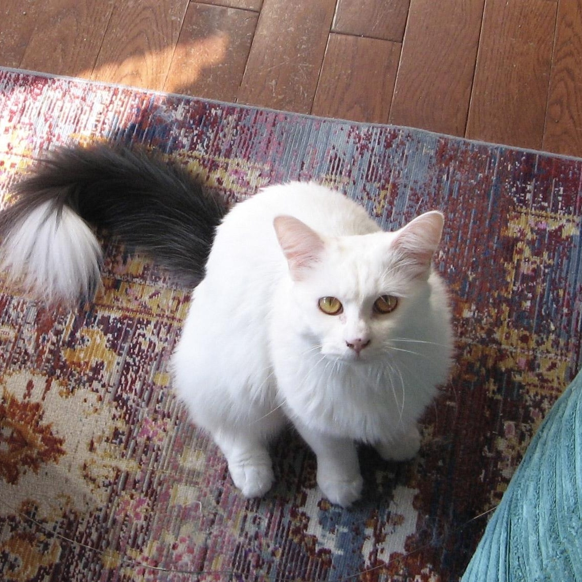 Fern, Adoptable, Adult Female Domestic Medium Hair.