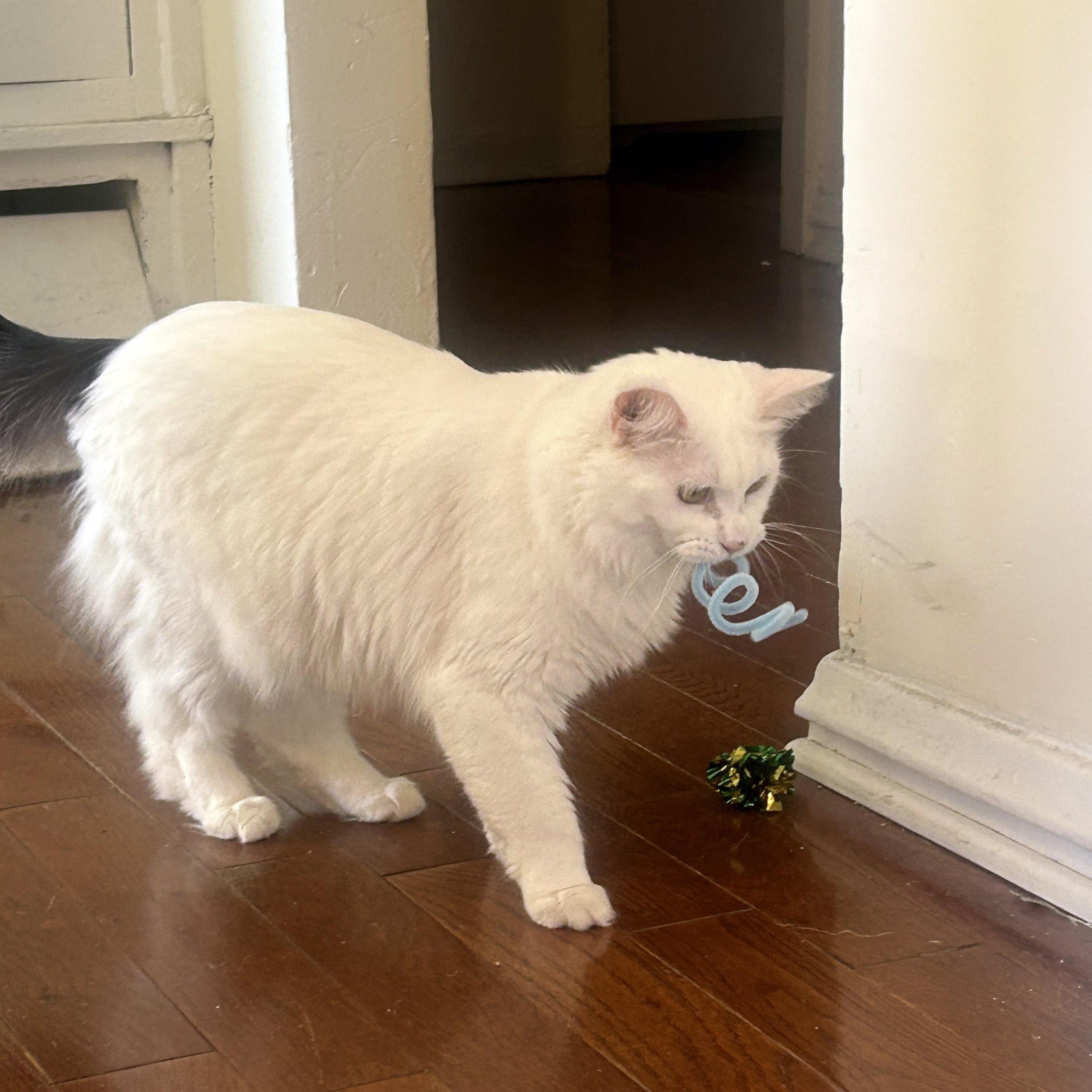 Fern, a Adoptable Domestic Medium Hair in Chicago, IL image 6/6