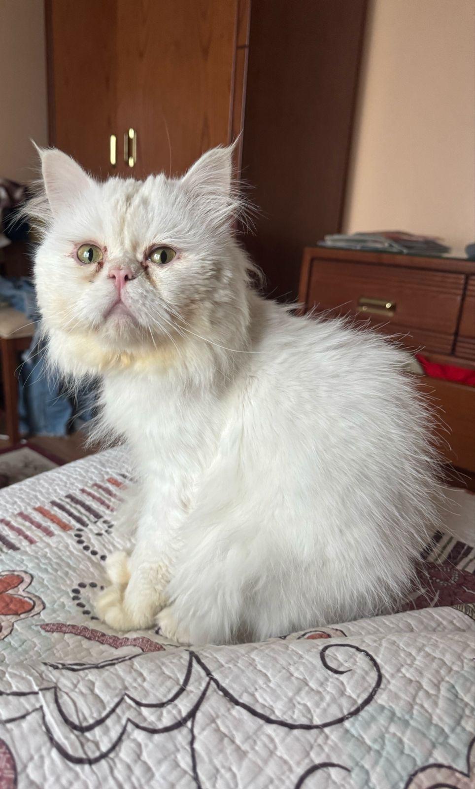 Chase, Adult Male unknown