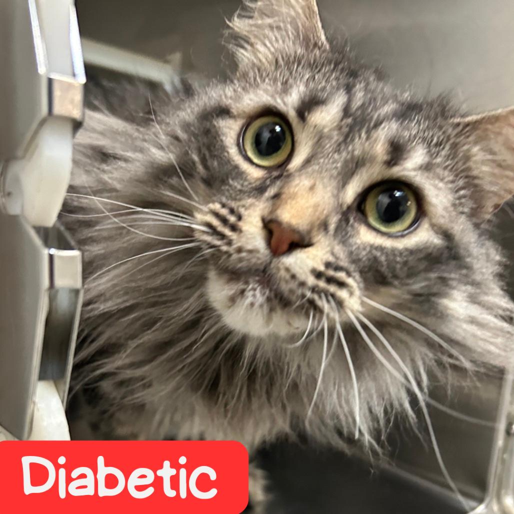 Enlarge Nala NOCO, a Adoptable Domestic Long Hair in Denver, CO image 1/6