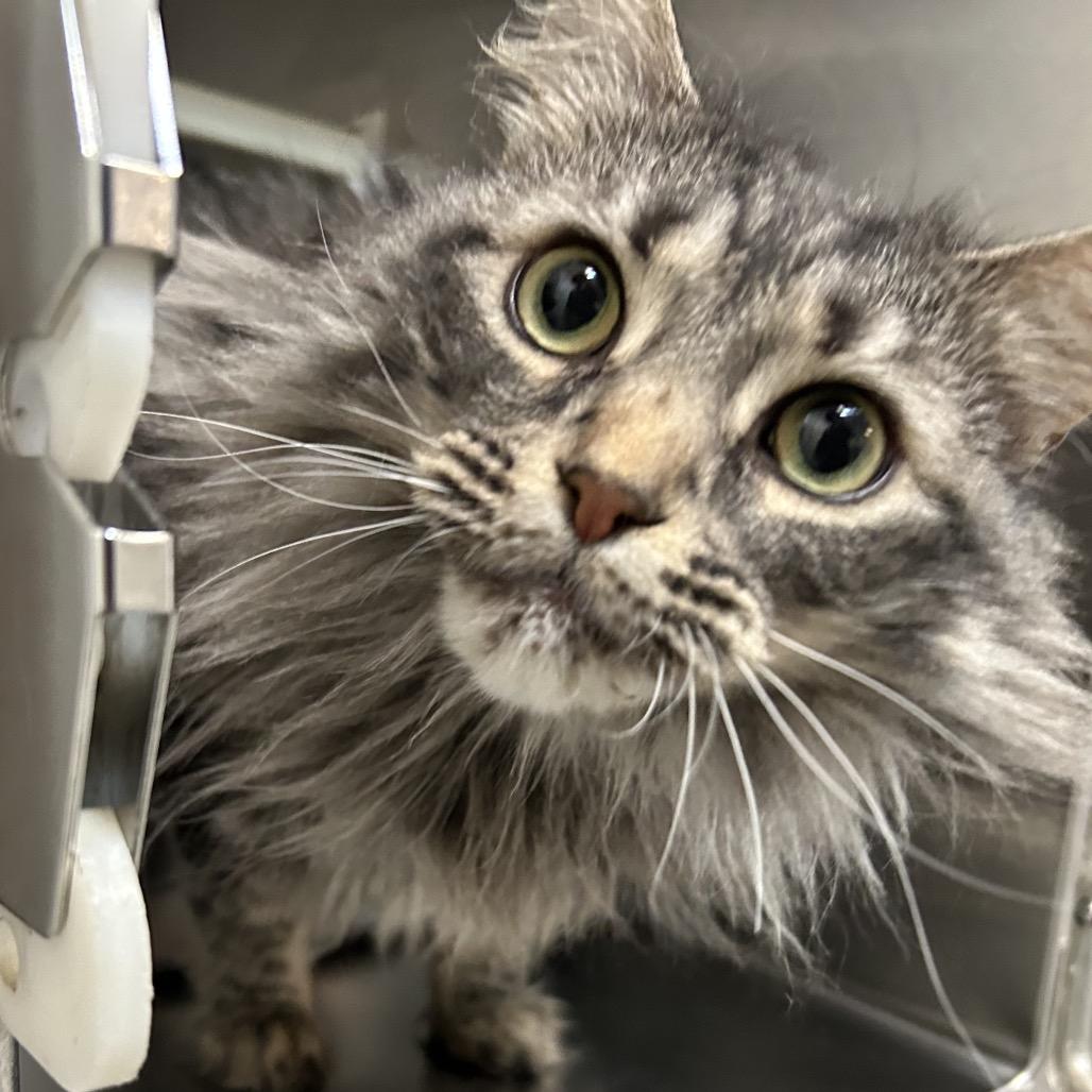 Enlarge Nala NOCO, a Adoptable Domestic Long Hair in Denver, CO image 2/6