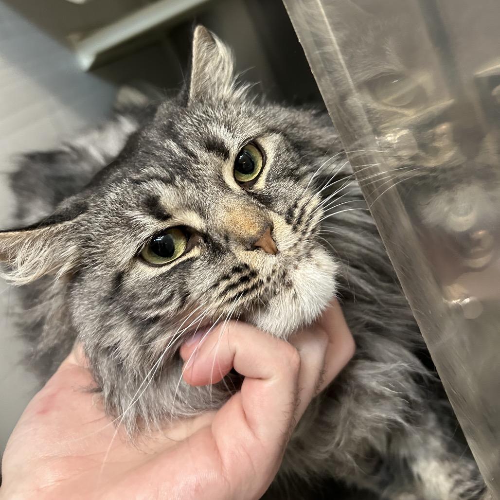 Enlarge Nala NOCO, a Adoptable Domestic Long Hair in Denver, CO image 6/6